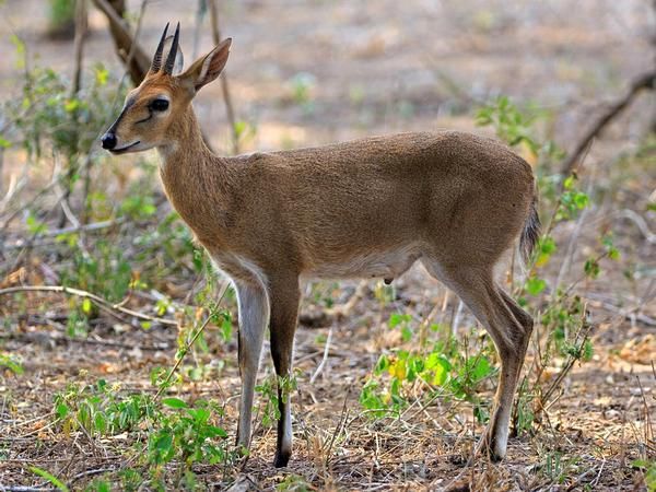 Common grey duiker ram standing in open bush, Zimbabwe