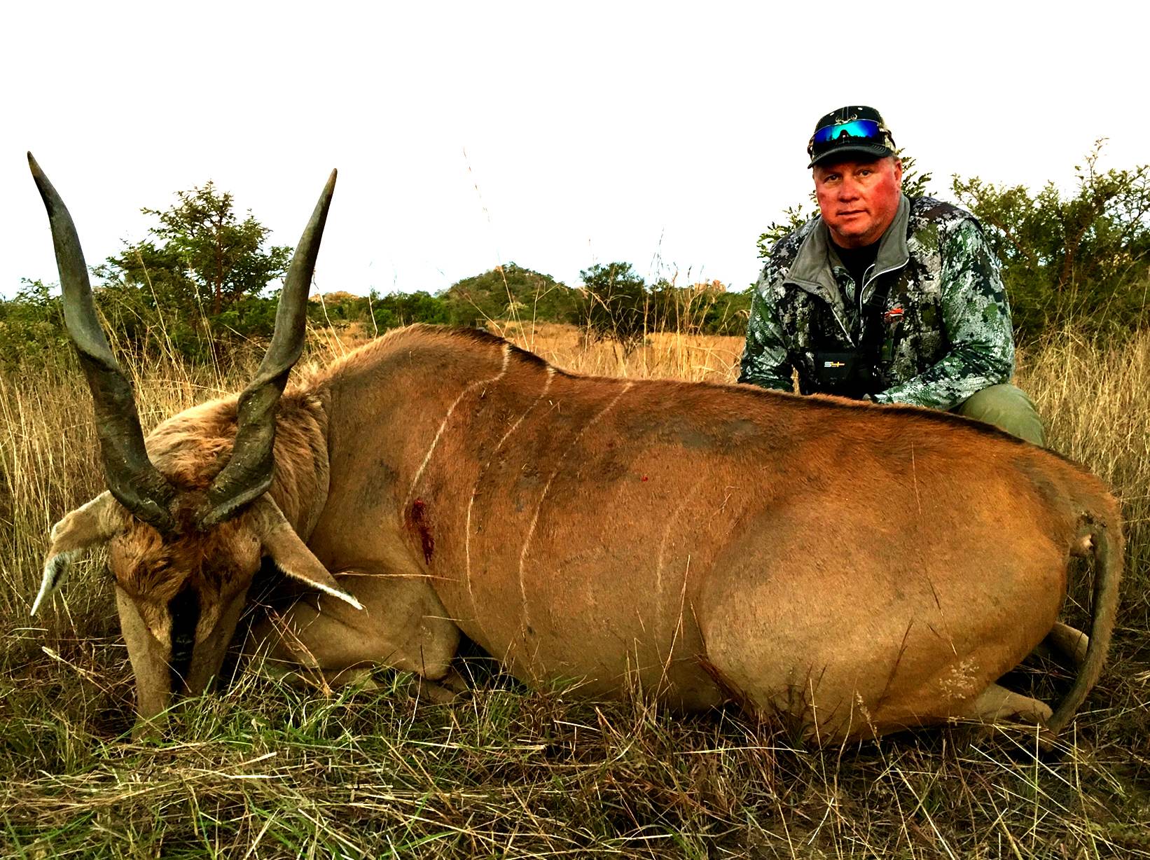 Hunting client with an eland bull taken in dry grass, Limpopo, South Africa