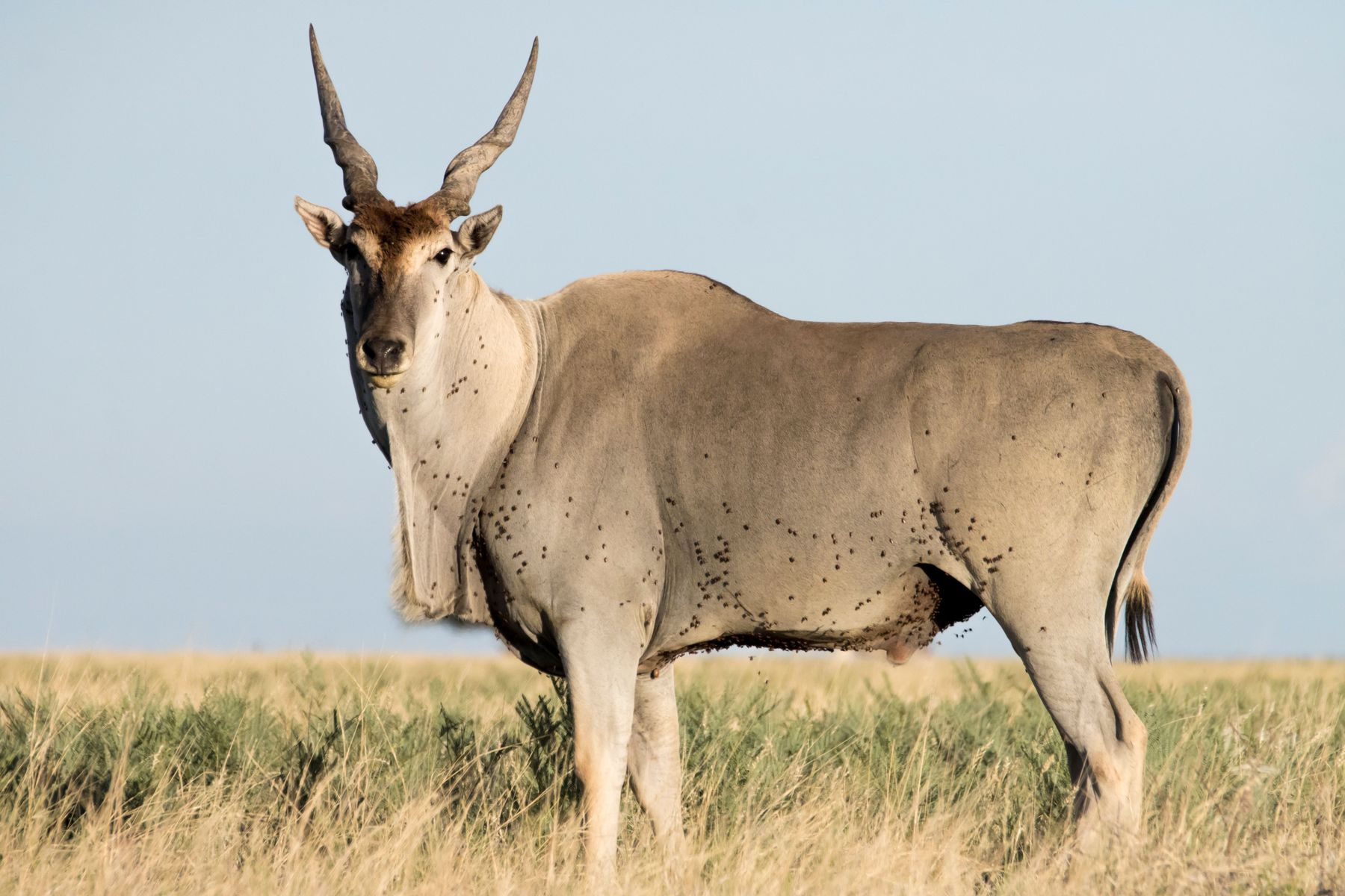 Eland bull standing in open grassland, Zimbabwe