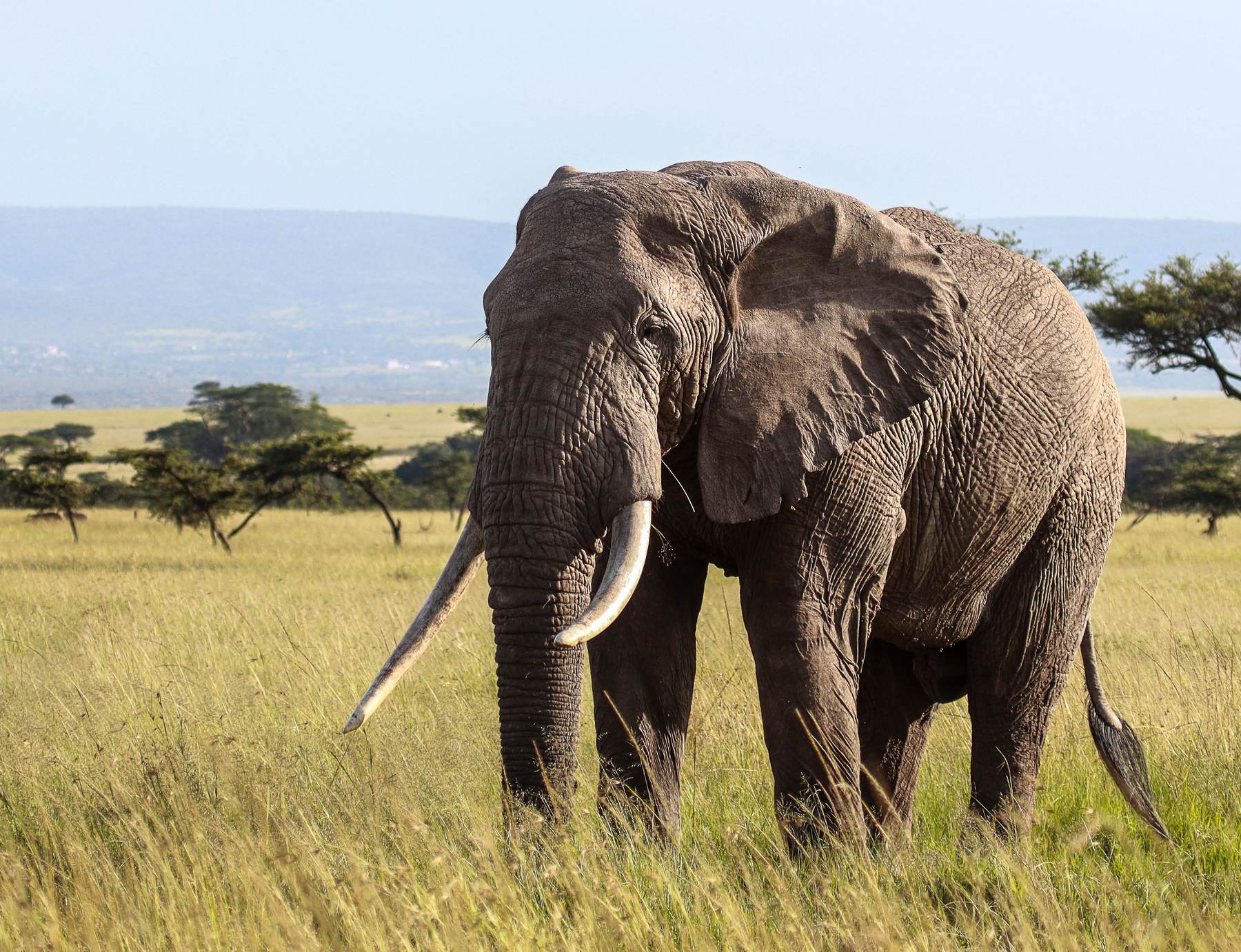 Mature free-range bull elephant carrying heavy ivory, the quality of bull hunted with Nhoro Safaris in Zimbabwe