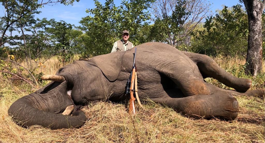 Hunter with an elephant bull taken in dry grass, Zimbabwe