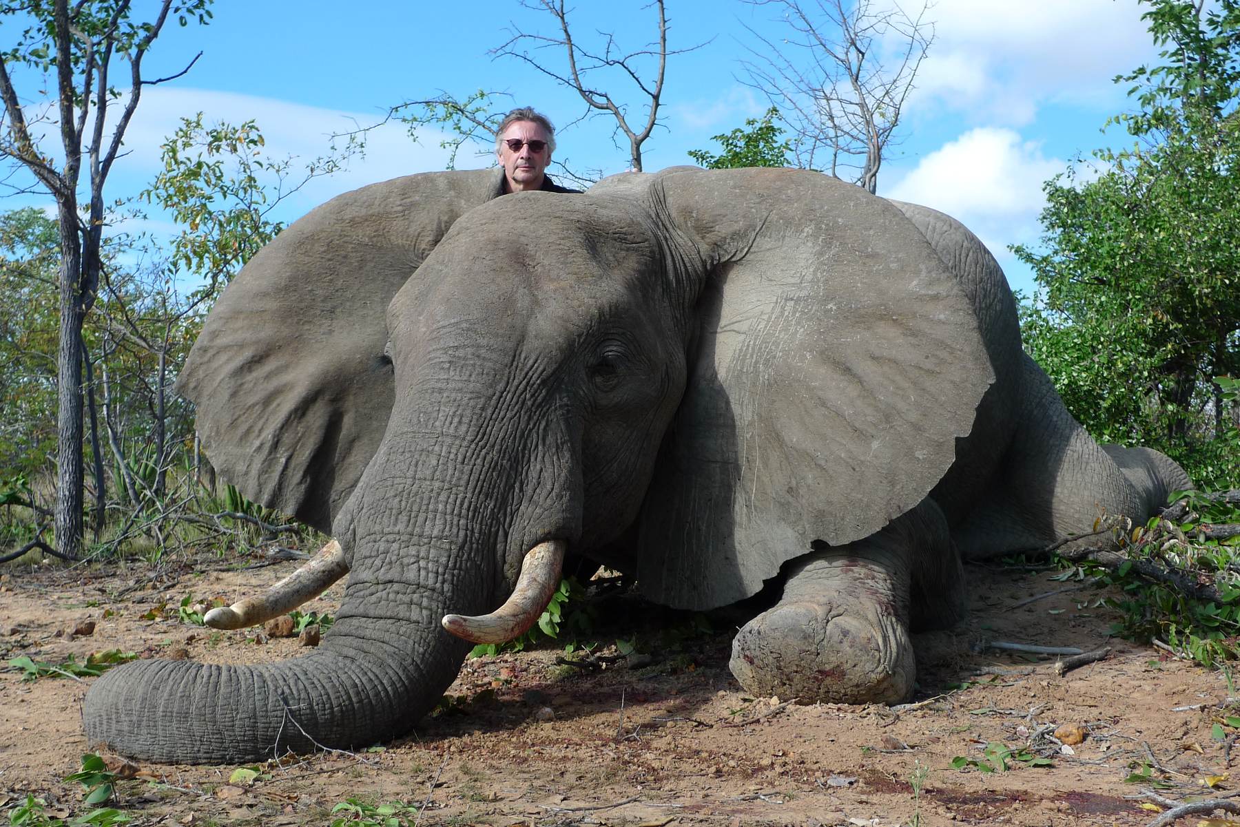 Elephant bull taken in open woodland, Zimbabwe