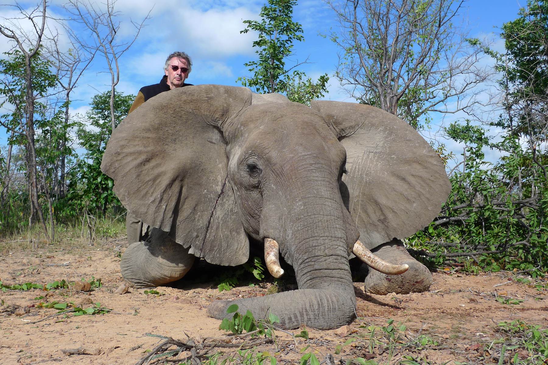 Elephant bull seen head-on with the hunting client behind, Zimbabwe