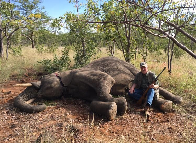 Hunting client seated with his rifle beside an elephant bull, Zimbabwe