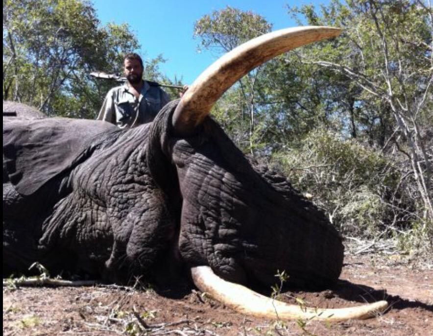 Elephant bull with heavy ivory taken on the Nhoro Safaris hunting ground in Zimbabwe