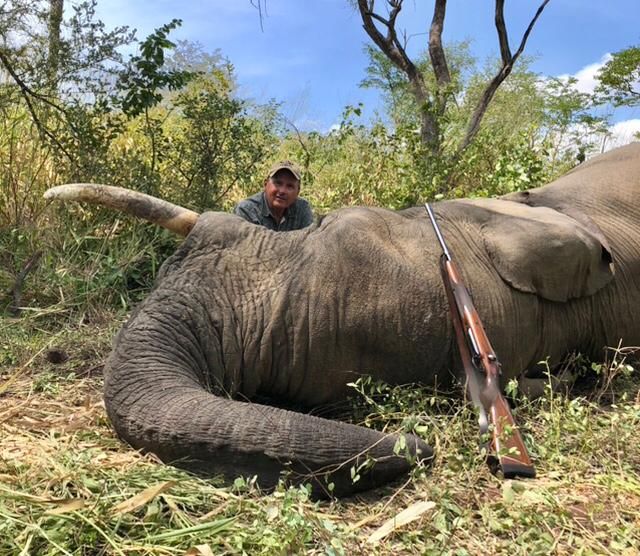 Elephant bull with long ivory taken in Zimbabwe