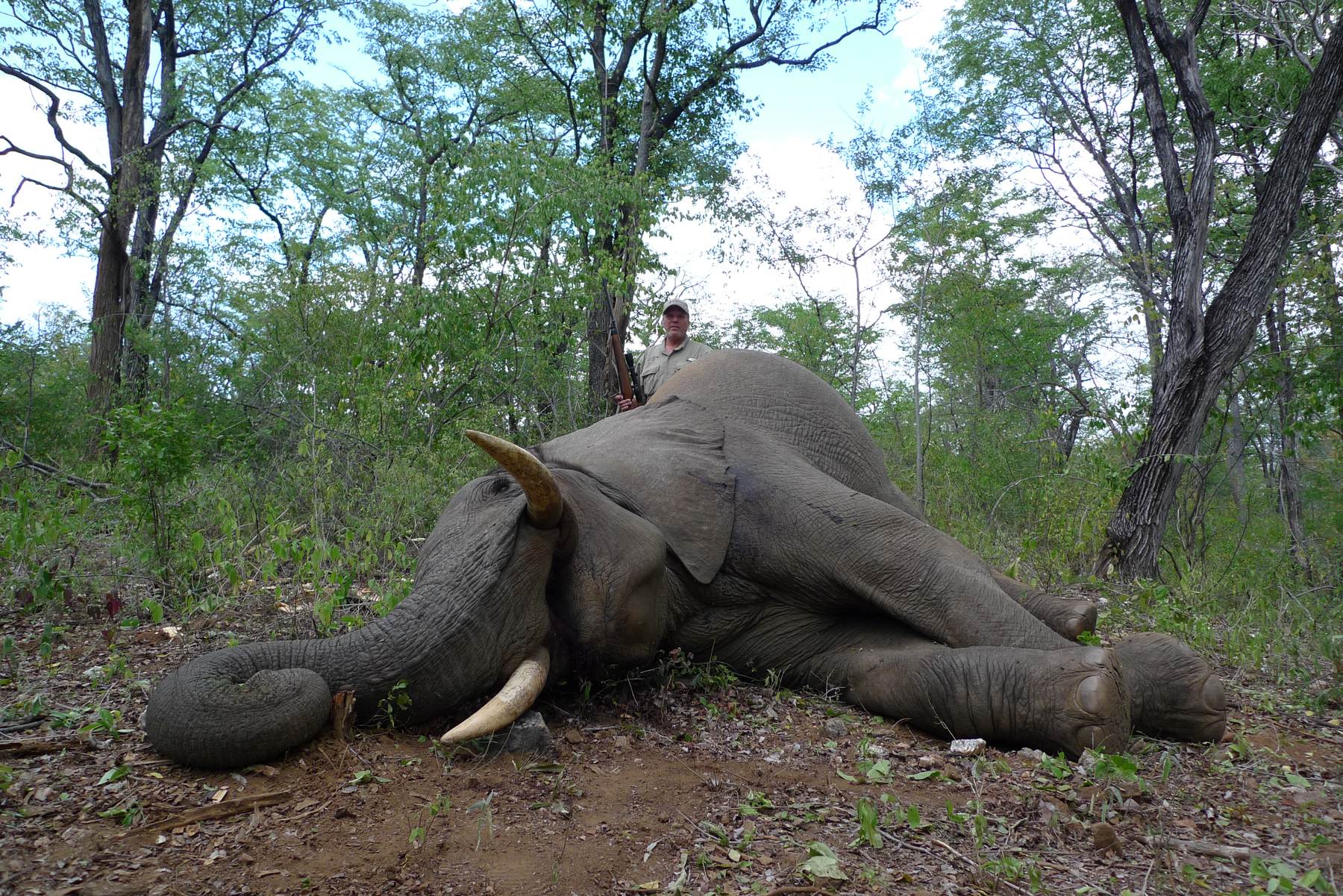 Elephant bull taken in miombo woodland on the Nhoro Safaris ground, Zimbabwe
