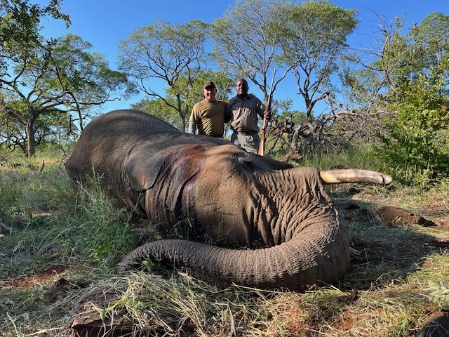 Hunting client and tracker with an elephant bull taken in mopane woodland, Zimbabwe