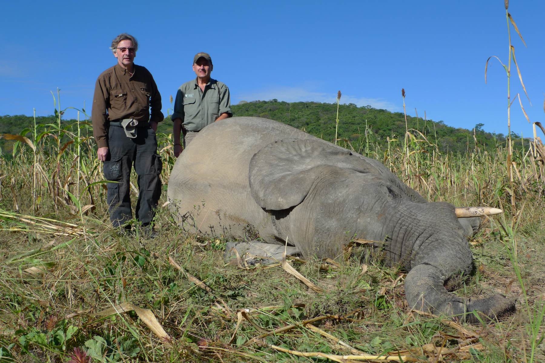 Two hunters with an elephant bull taken in open valley country, Zimbabwe