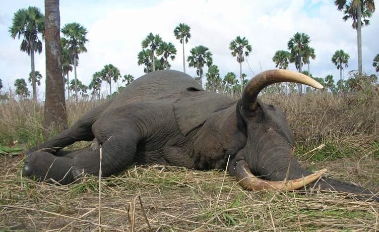 Elephant bull taken with a line of ilala palms behind, Zimbabwe