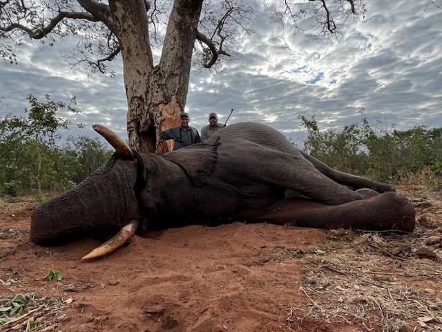 Elephant bull taken on red soil under a shade tree, Zimbabwe