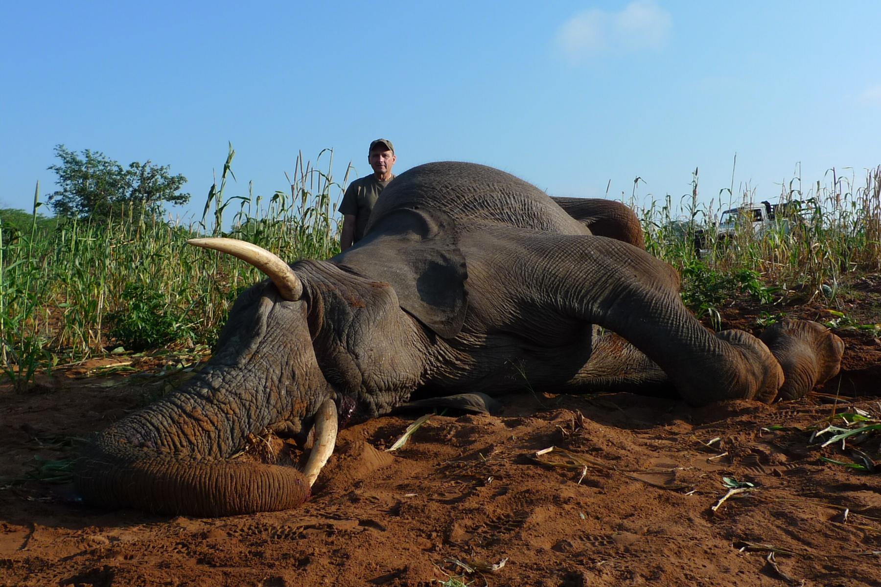 Elephant bull taken on riverbed sand in Zimbabwe