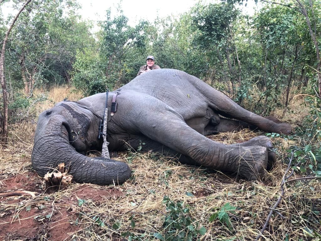 Elephant bull taken in thick bush, Zimbabwe