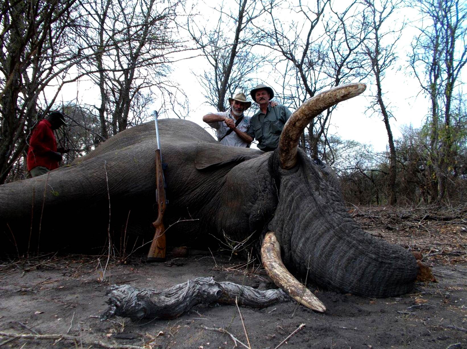 Elephant bull with the hunting and tracking team, Zimbabwe