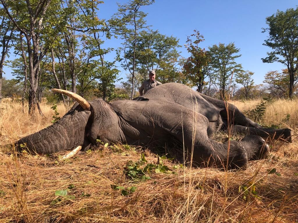 Elephant bull taken in a woodland clearing, Zimbabwe