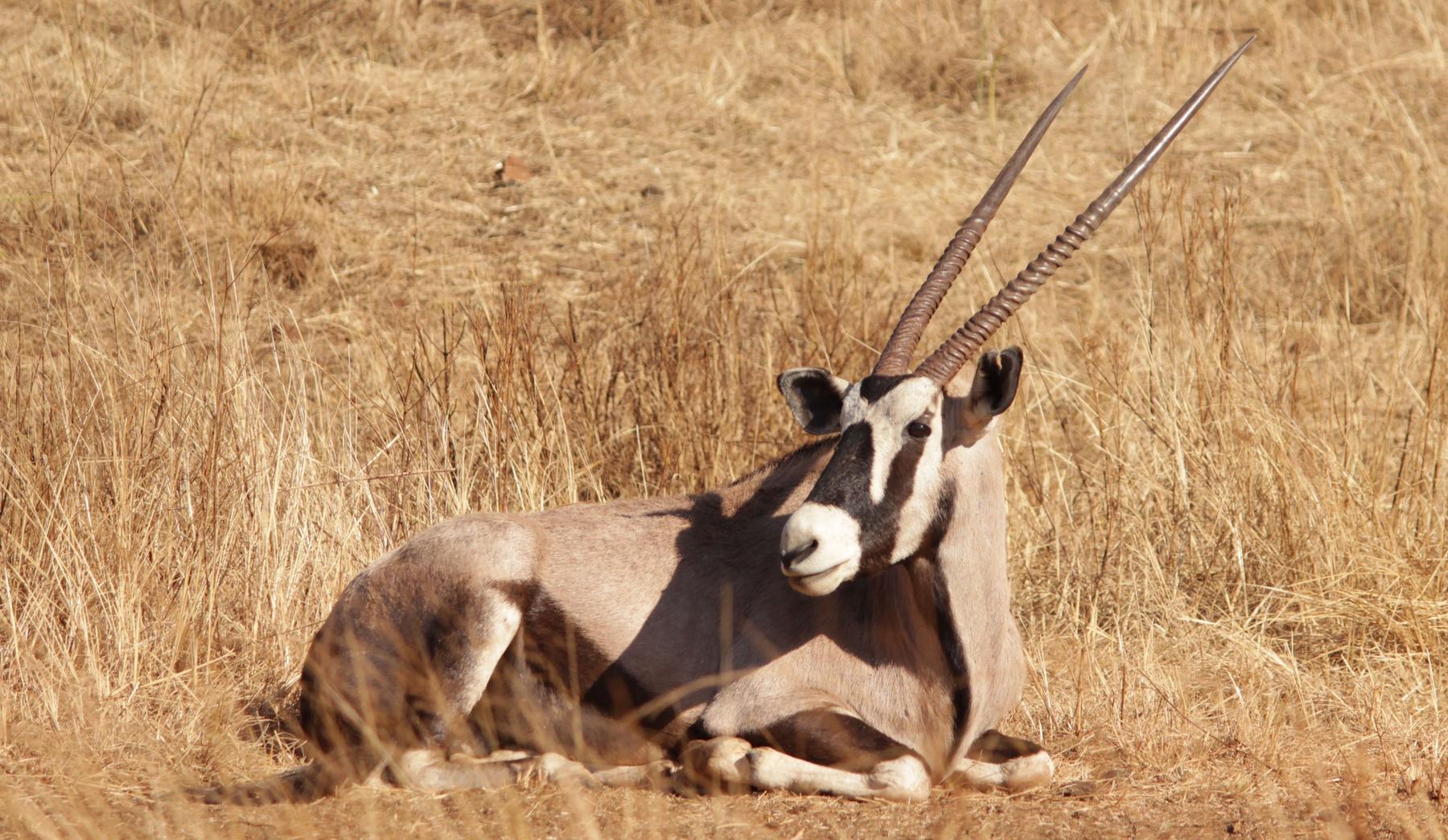 Mature gemsbok bull with 39-inch horns taken in Kalahari sandveld, South Africa, with Nhoro Safaris