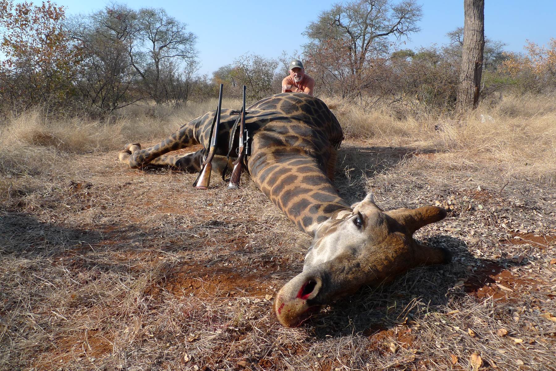 Hunting client with a giraffe bull taken in the bushveld, South Africa
