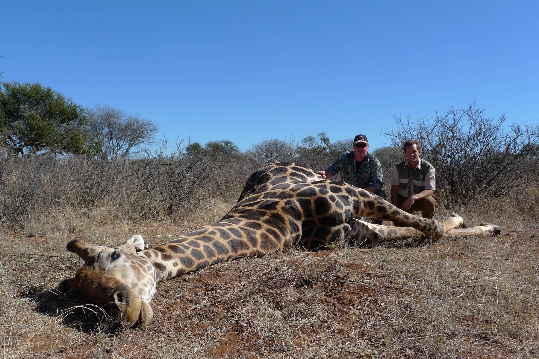 Two hunters with a giraffe bull taken in South Africa
