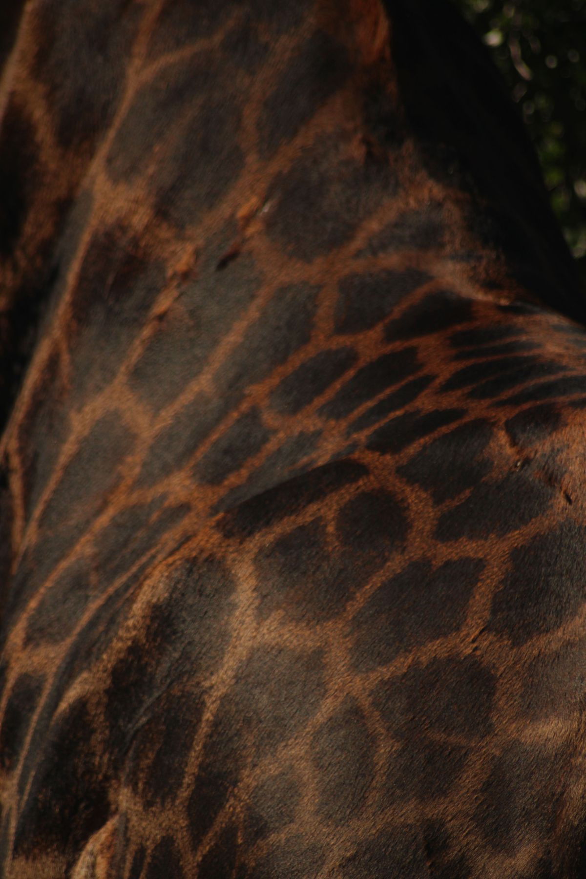 Old dark giraffe bull taken as a management animal in Limpopo, South Africa, with Nhoro Safaris