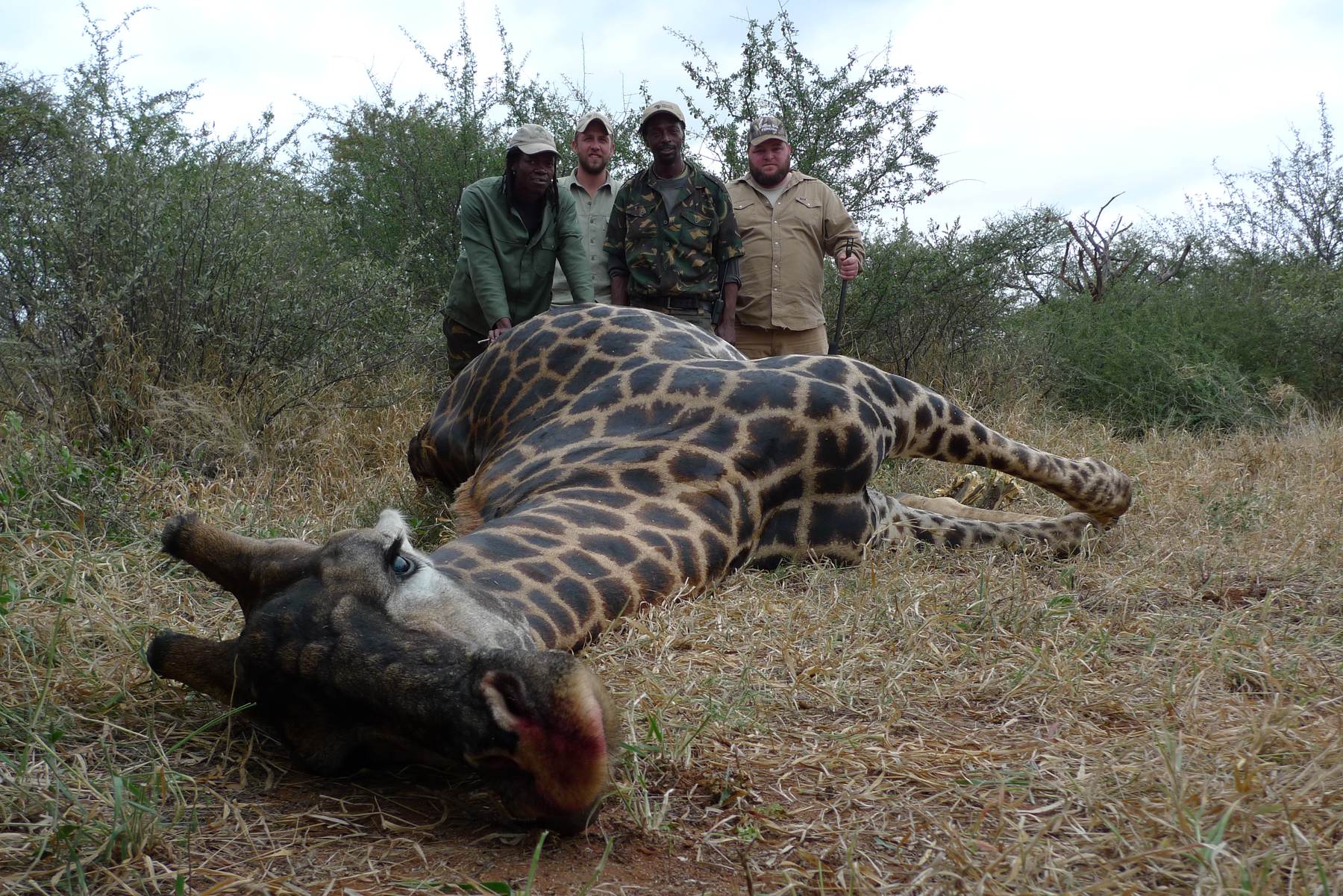 Old giraffe bull browsing in mopane woodland, Zimbabwe
