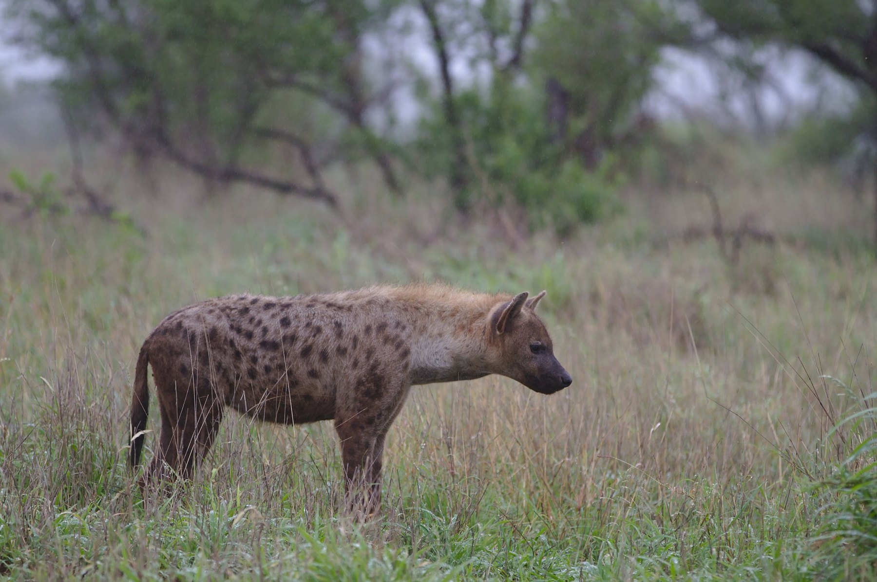 Spotted hyena in wet bushveld grass, one of the two hyena species hunted with Nhoro Safaris
