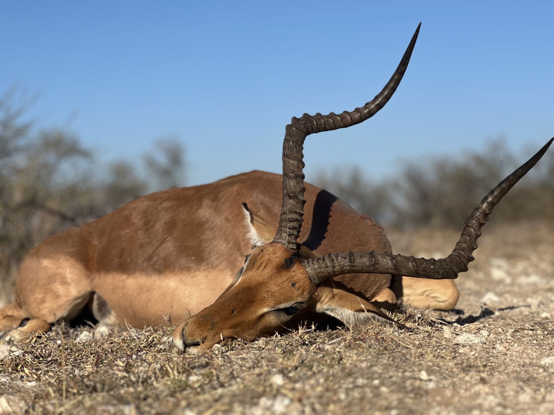 Mature impala ram with 24-inch lyre-shaped horns taken in Limpopo bushveld, South Africa, with Nhoro Safaris