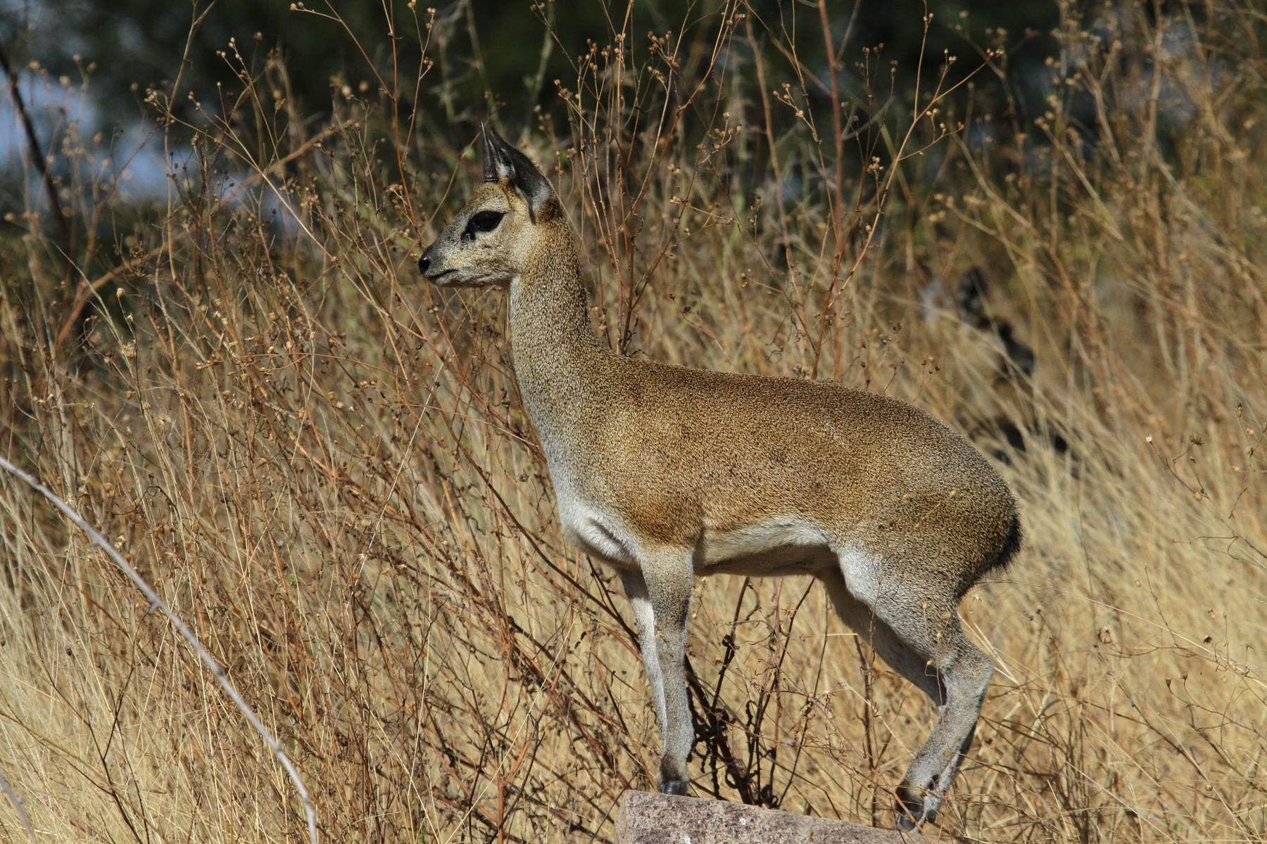Klipspringer ram standing in dry grass, Zimbabwe