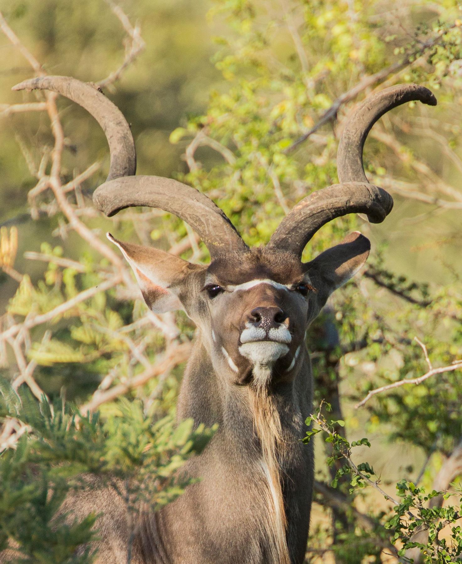 Mature greater kudu bull with heavy 56-inch spiral horns in the Limpopo bushveld, South Africa