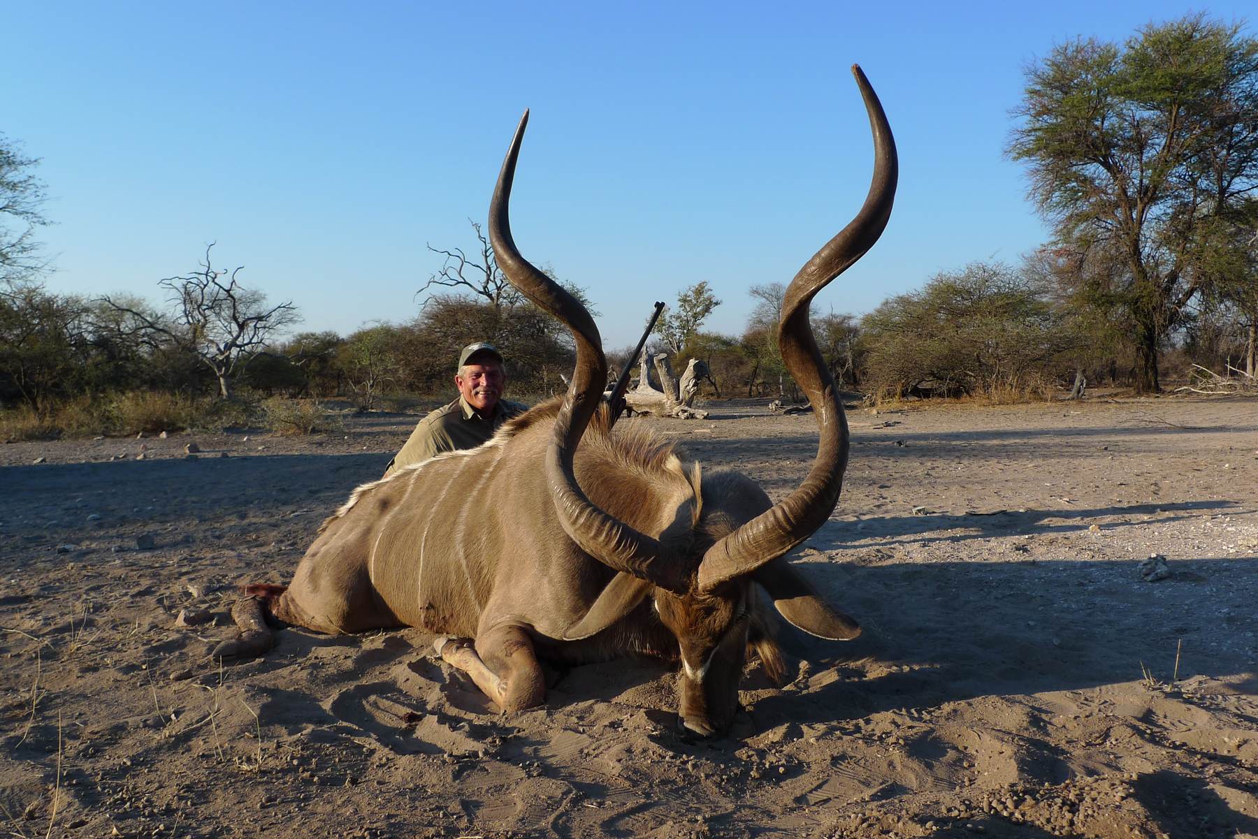 Greater kudu bull standing alert in mopane woodland, Zimbabwe