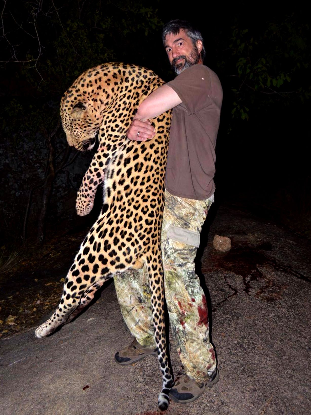 Professional hunter carrying a leopard tom out at night, Zimbabwe