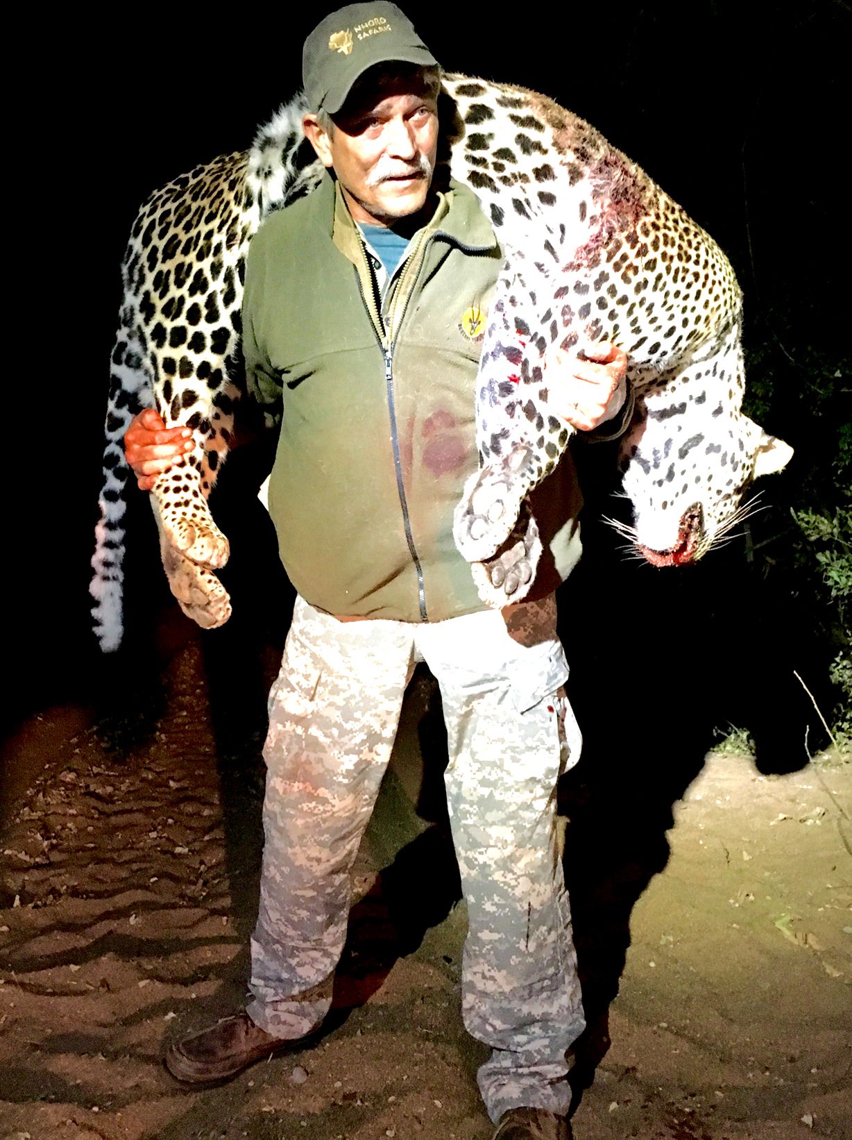 Professional hunter carrying a mature leopard tom out at the end of the hunt, Zimbabwe