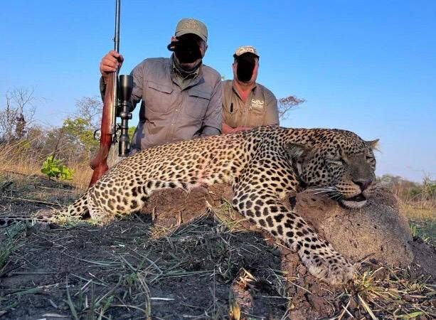 Hunting client and professional hunter with a mature leopard tom, Zimbabwe