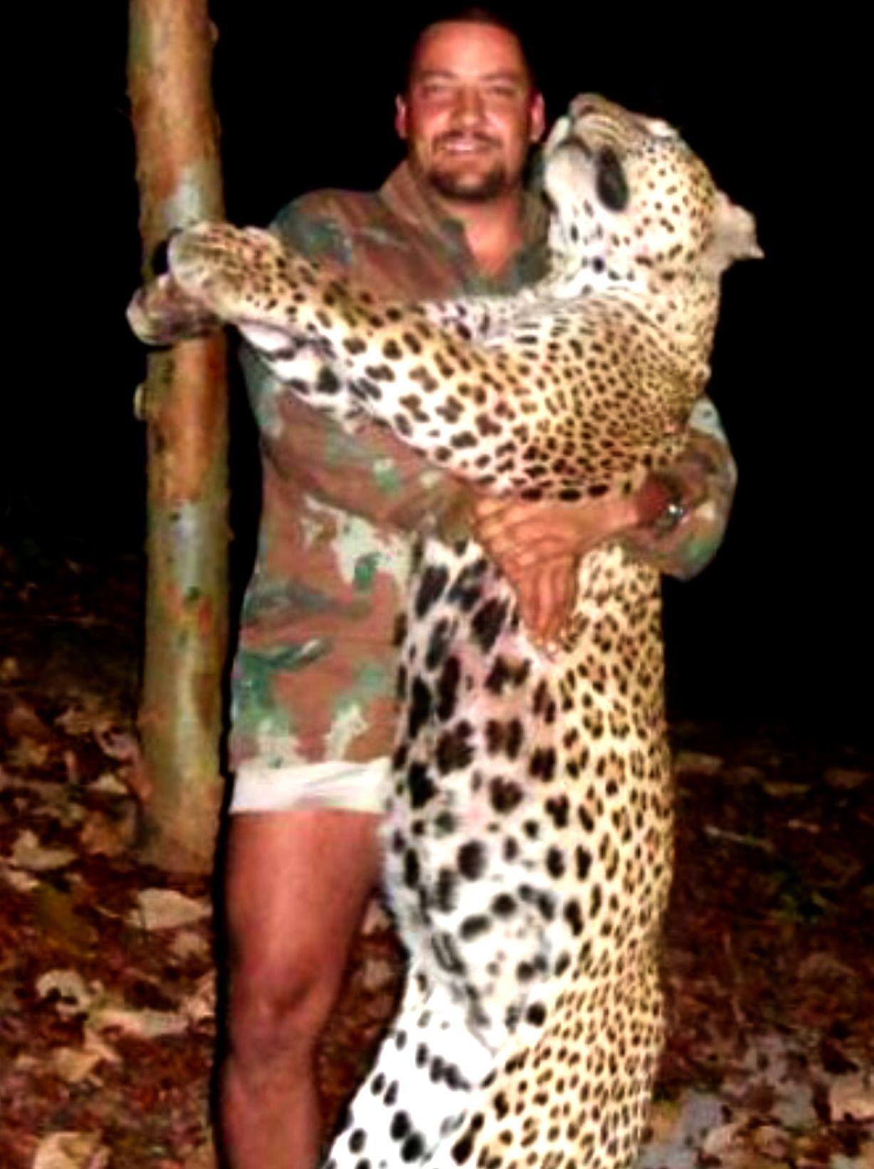 Mature leopard tom held up to show its full length, Zimbabwe