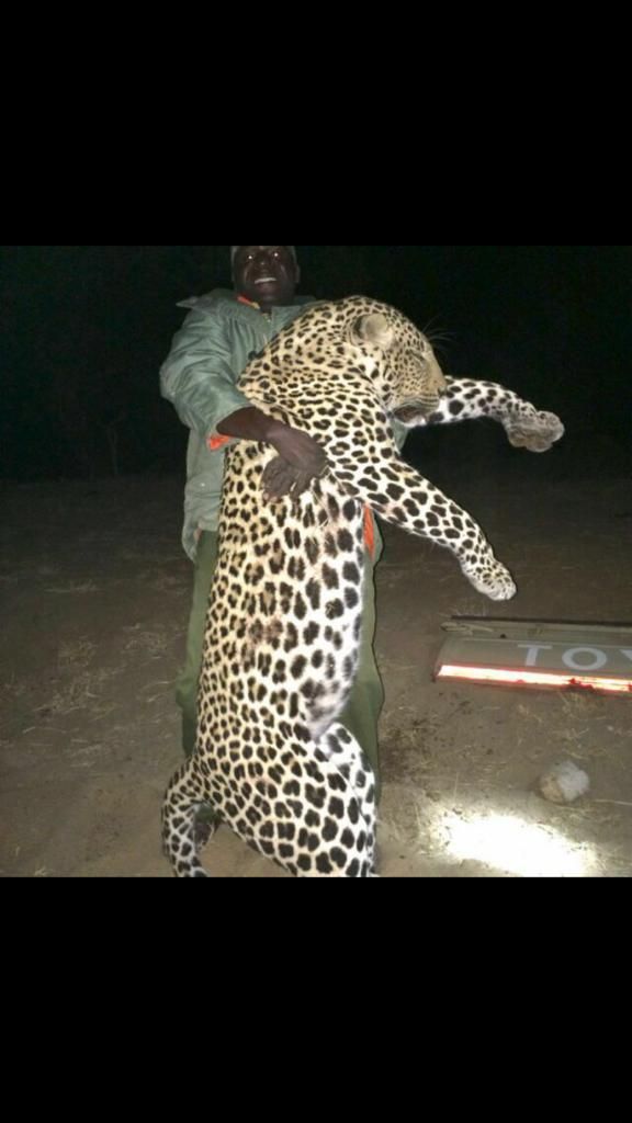 Leopard tom taken over bait at night with Nhoro Safaris
