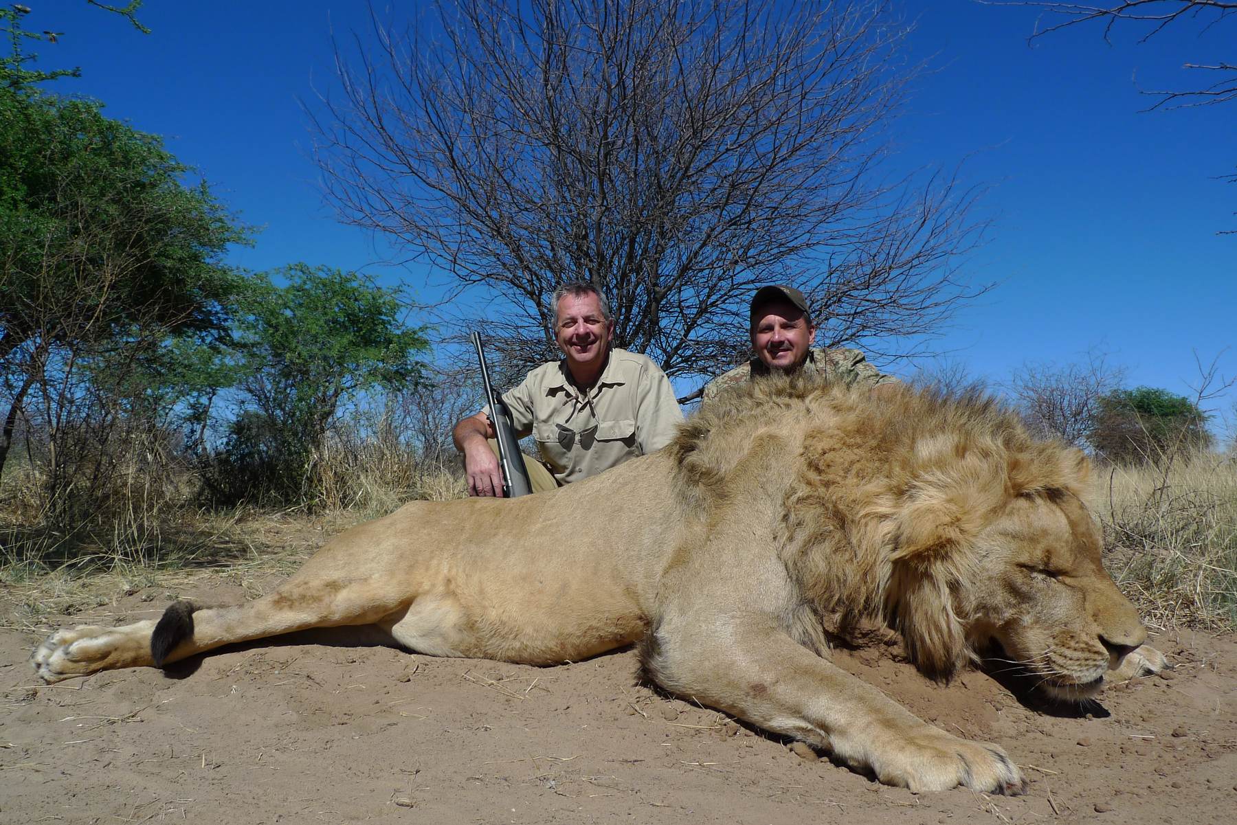 Two hunters with a mature male lion, Zimbabwe