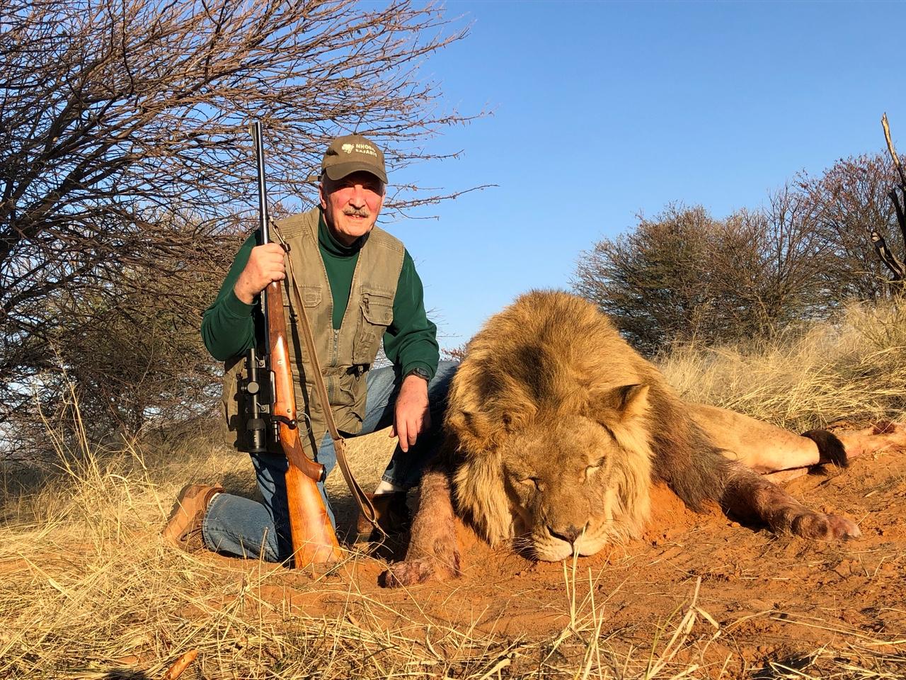 Hunting client with a mature male lion with a full mane