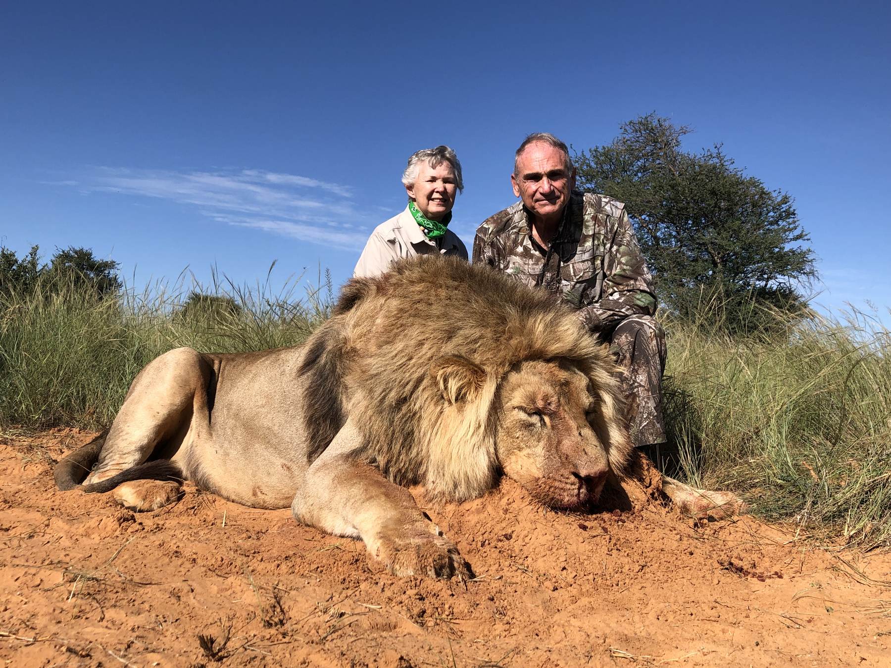 Two hunting clients with a mature male lion taken on a free-range hunt
