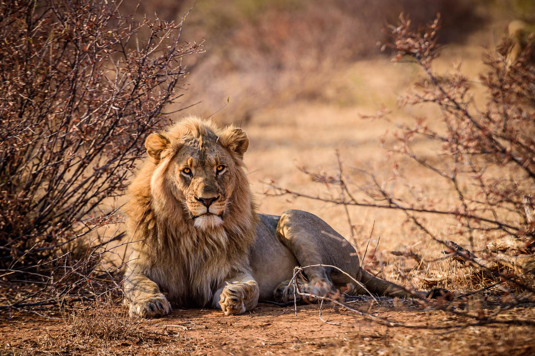 Mature male lion photographed in the wild on the Nhoro Safaris hunting ground, Zimbabwe