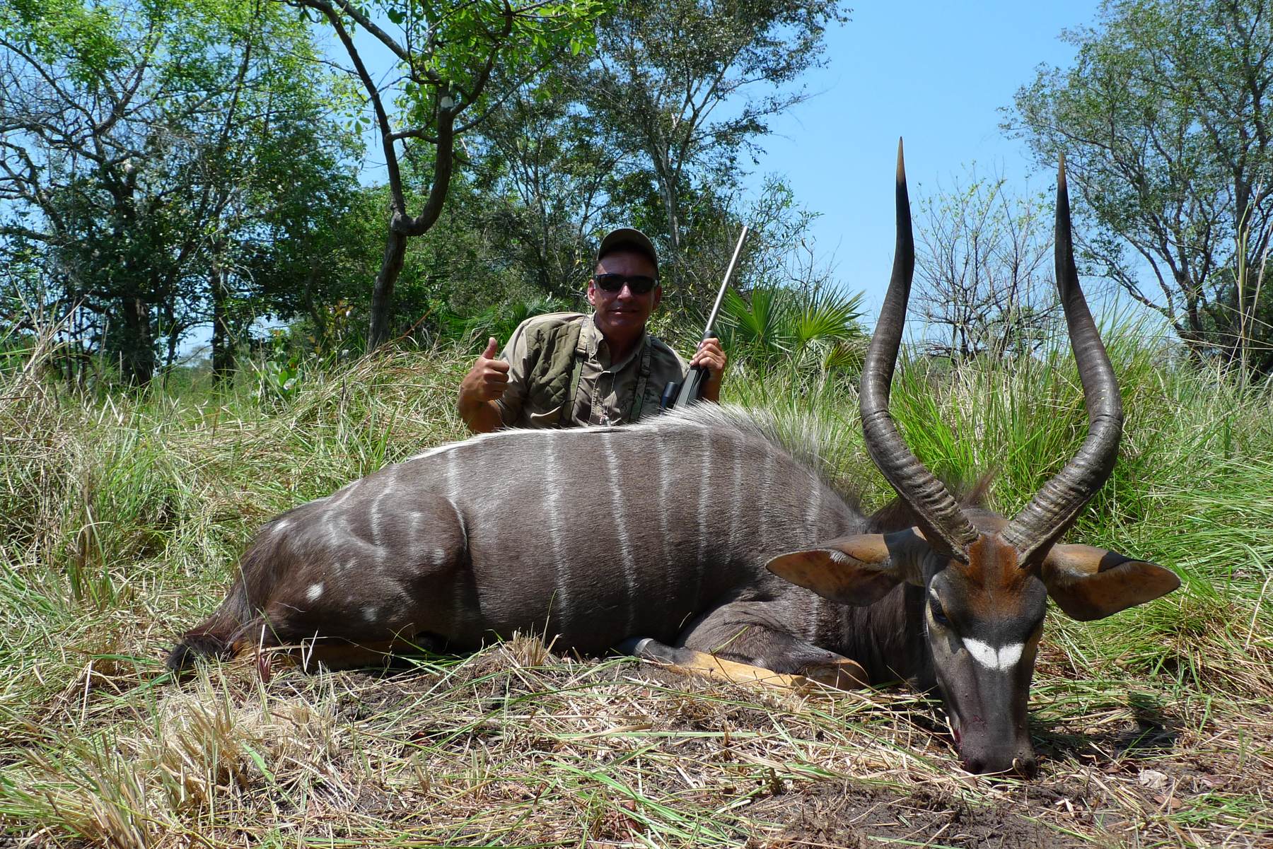 Hunting client with a nyala bull taken in green grass, Zambezi Delta, Mozambique