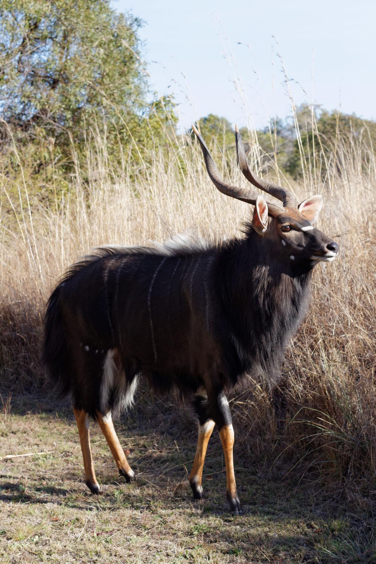 Mature nyala bull with 29-inch white-tipped horns taken in riverine thicket in Limpopo, South Africa, with Nhoro Safaris