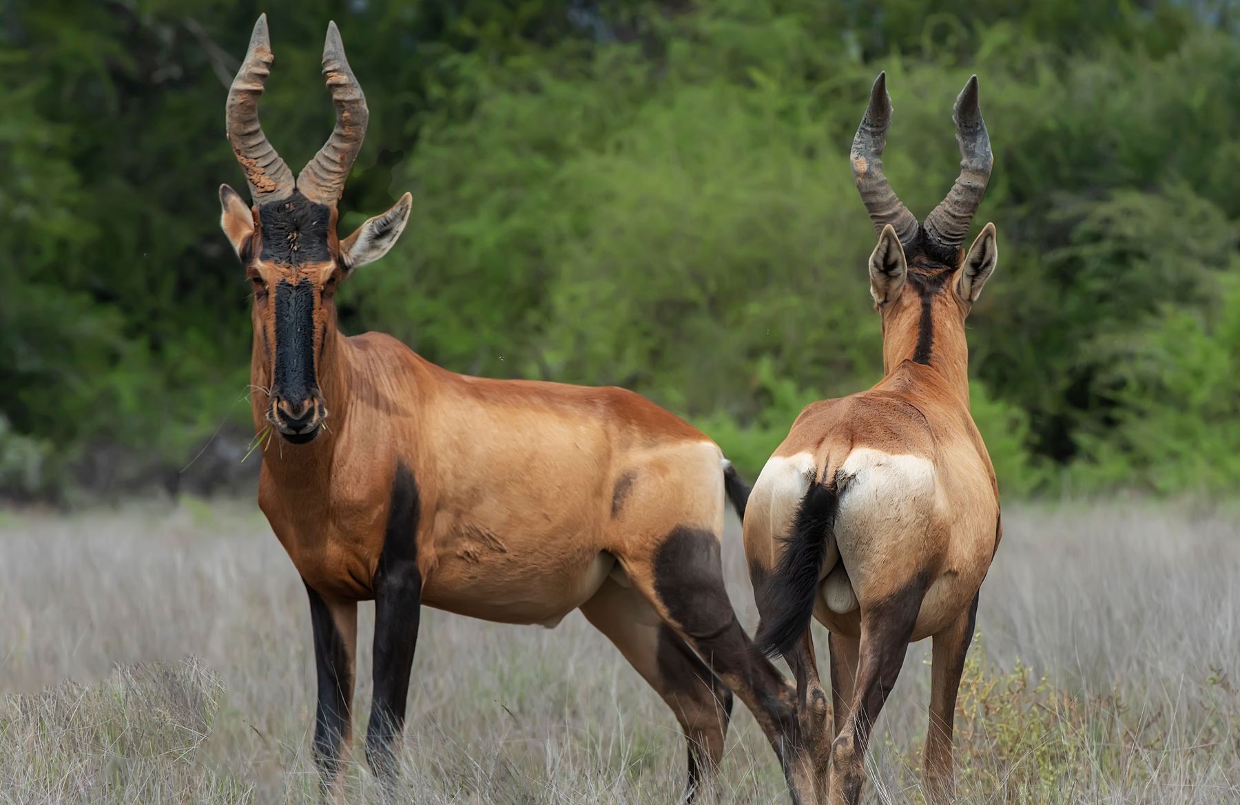 Mature red hartebeest bull with heavy 23-inch horns taken in Kalahari country, South Africa, with Nhoro Safaris