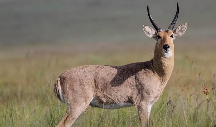 Mature common reedbuck ram with 15-inch horns taken in vlei grassland, Zimbabwe, with Nhoro Safaris