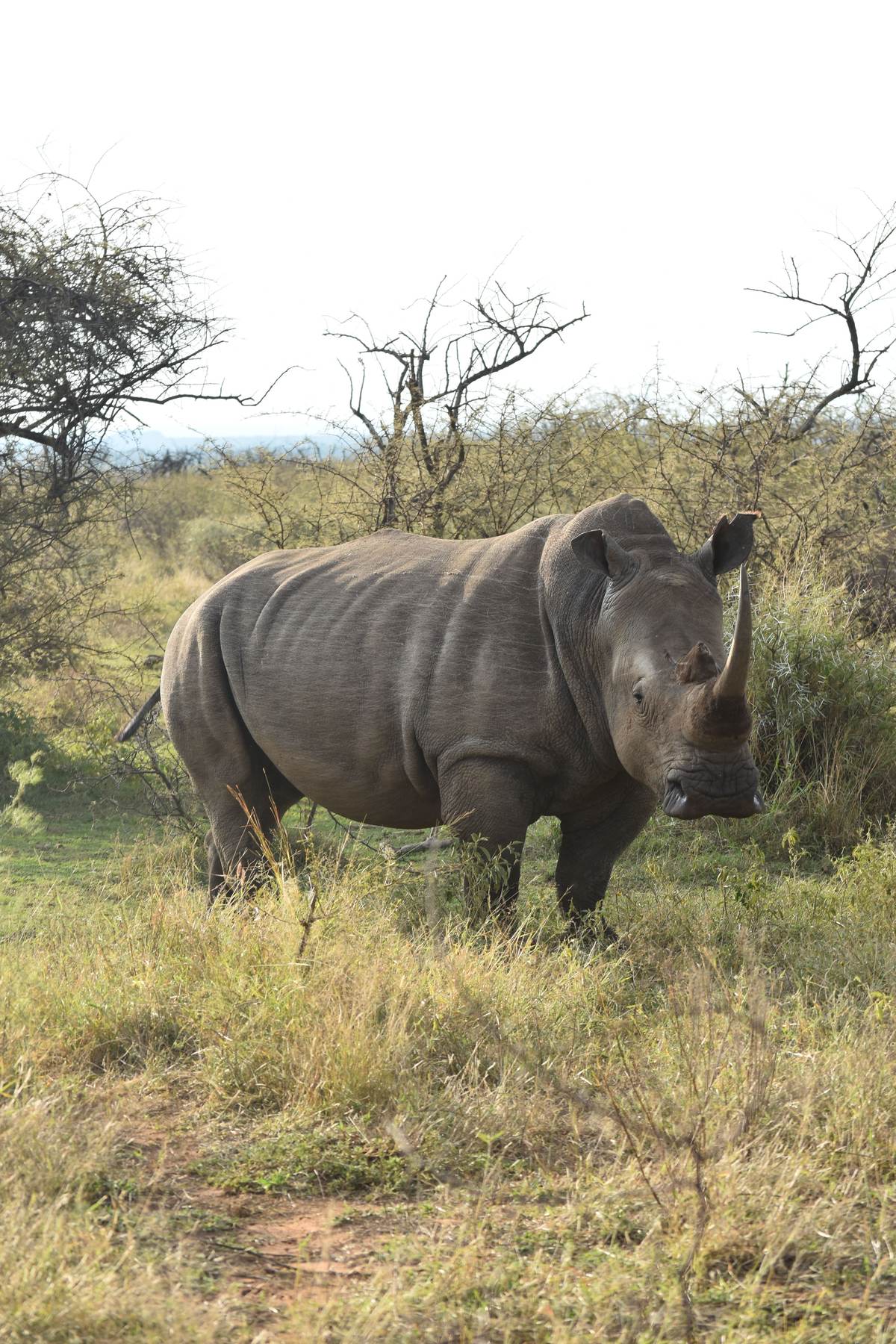 Mature white rhino bull with a heavy front horn taken under permit on a managed reserve in South Africa with Nhoro Safaris
