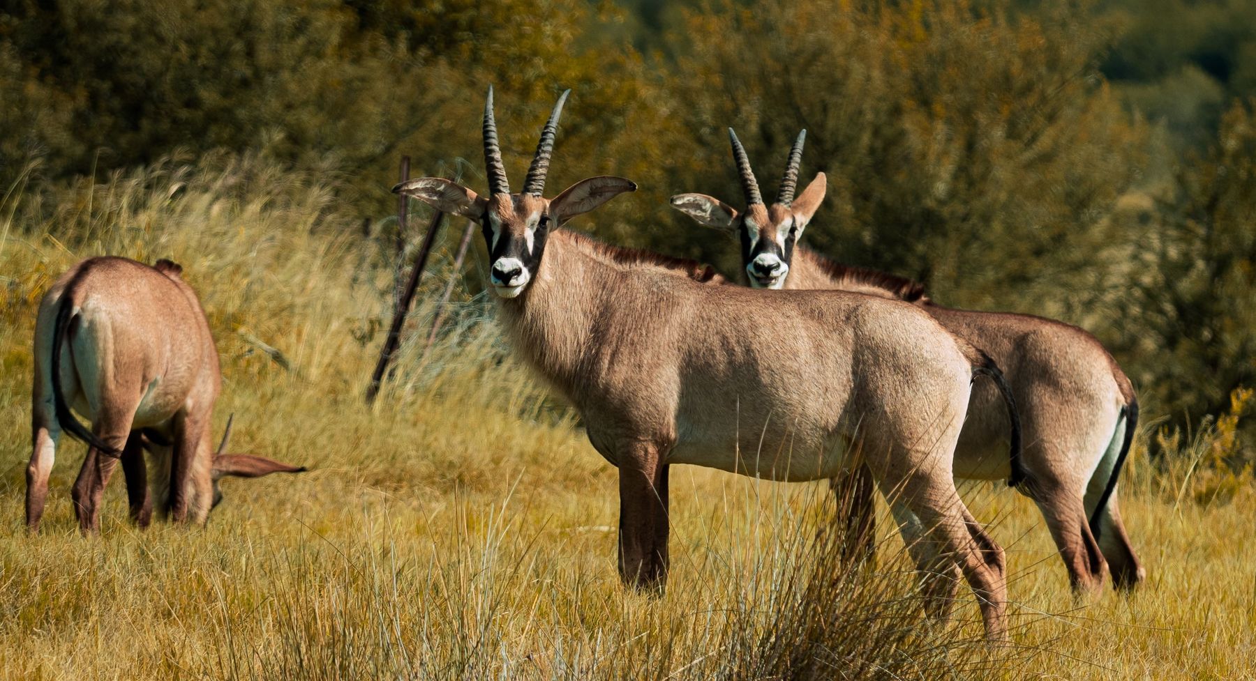 Roan antelope bulls standing in open woodland