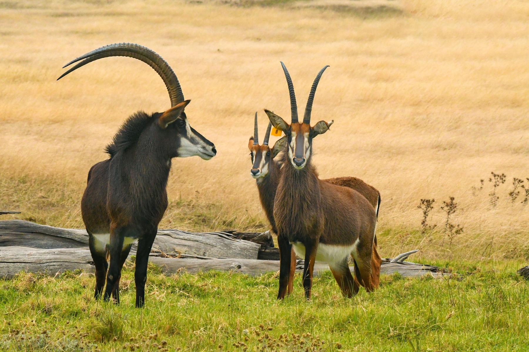 Two sable bulls standing in green grass