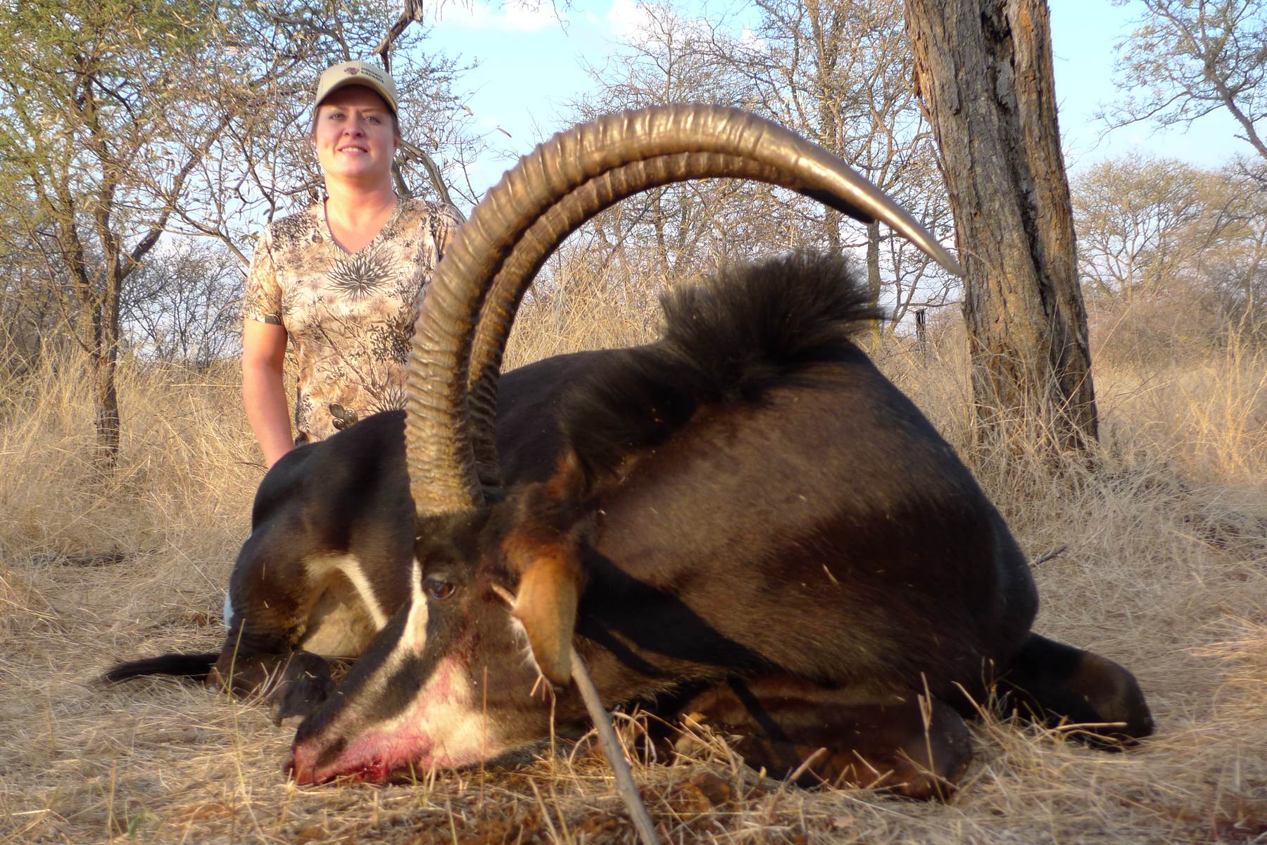 Hunting client with a sable bull taken in open woodland, Zimbabwe