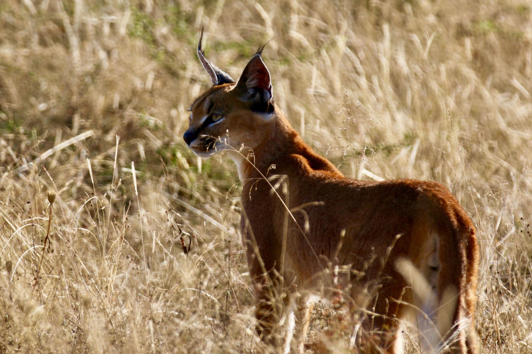 Caracal, or rooikat, standing in long golden grass, one of the small carnivores hunted with Nhoro Safaris
