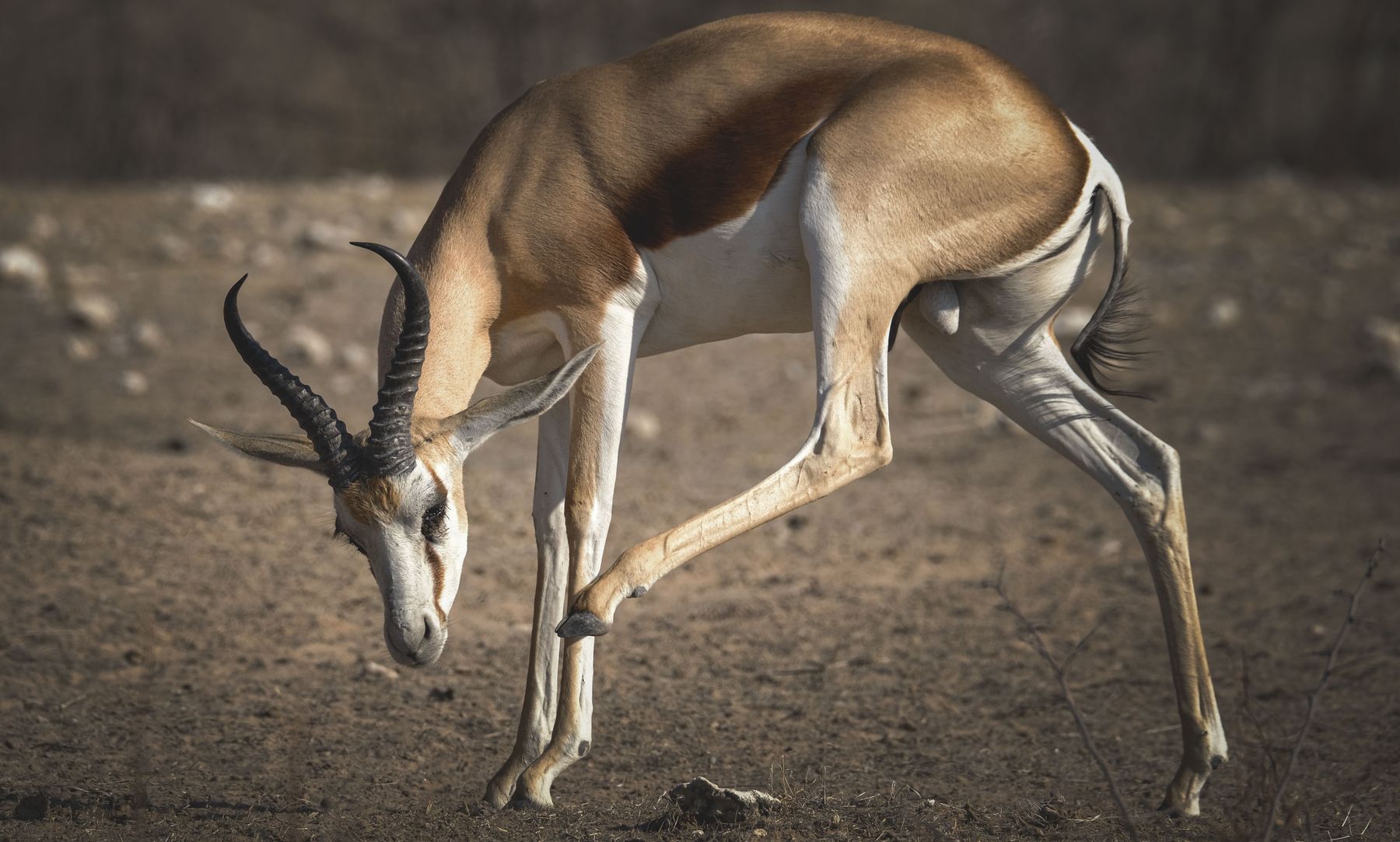 Springbok ram pronking on open plains, South Africa