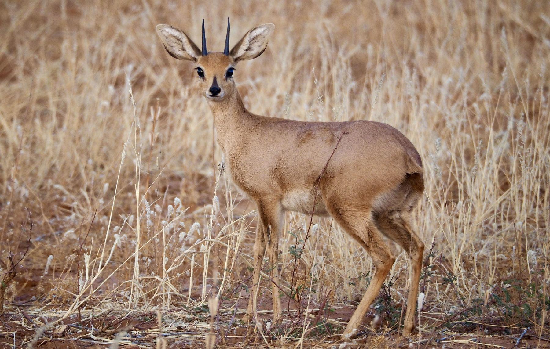 Mature steenbuck ram taken in open Limpopo bushveld, South Africa, with Nhoro Safaris