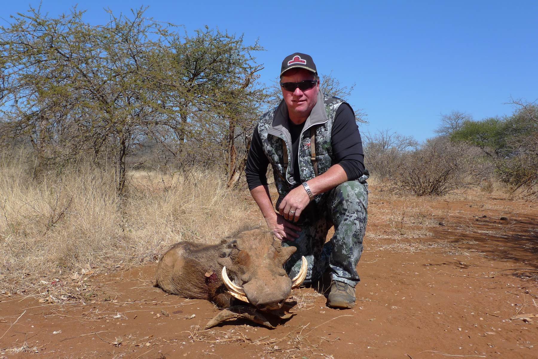 Hunting client with a warthog boar taken on red sand, Limpopo, South Africa
